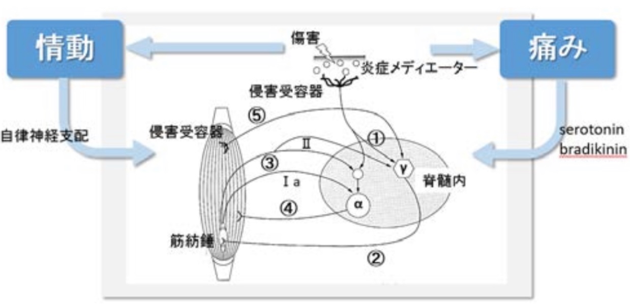 シナプス療法とは - 神経医科学研究所