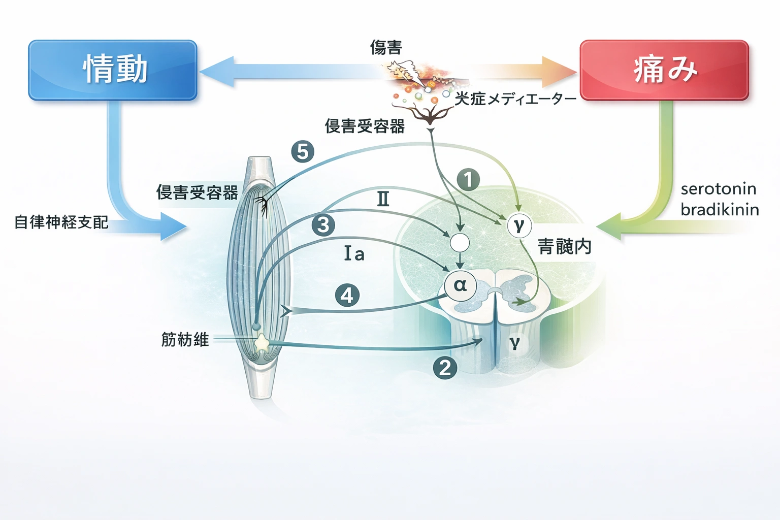 神経伝達異常における侵害受容器・γ運動系・筋紡錘・α運動系の反復性ループ模式図